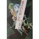 盗まれたあした(ミステリー・BOOKS) [全集叢書]