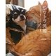 チワトラ兄妹―チワワとトラ猫はいつでも一緒。いつも幸せ。 [単行本]