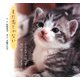 まだ恋じゃない―猫と俳句の写真集 [単行本]