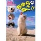 ちゅらねこ!!―沖縄の自由なねこたち(TOKIMEKIねこシリーズ) [単行本]