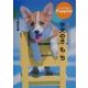 子犬のき・も・ち―大好きだから知りたい [単行本]