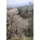 里山のさえずり [単行本]
