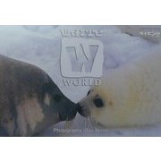 たてごとあざらし(POST CARD BOOK―diving world) [単行本]