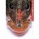 遊遊さかな事典―六十六の釣魚物語とさかな用語集(釣り人のための遊遊さかなシリーズ) [単行本]