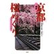 徹底 京都桜めぐり [単行本]