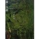 森の白神―世界遺産写真集 [単行本]