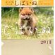 しばいぬCALENDAR 2013 [カレンダー]