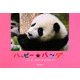 ハッピー☆パンダ―パンダ・子パンダものがたり(チャイナ・フォトブック) [単行本]