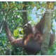 オランウータンの森 [全集叢書]