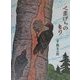 くまげらのもり 復刊 (北の森から) [絵本]