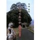 鎮守の森は今―高知県内二千二百余神社 [単行本]