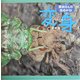 栗林さんの虫めがね〈2〉変身(栗林慧の昆虫写真絵本シリーズ) [絵本]