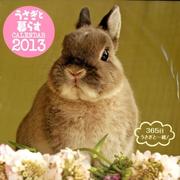 うさぎと暮らすカレンダー 2013 [カレンダー]