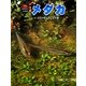 メダカ―小川や田んぼにすむ魚(科学のアルバム・かがやくいのち〈10〉) [全集叢書]