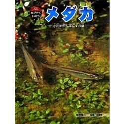 メダカ―小川や田んぼにすむ魚(科学のアルバム・かがやくいのち〈10〉) [全集叢書]