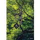 二つの風景 木 [単行本]