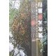 異次元夢旅行―宮沢賢治のリアルをはしる [単行本]