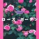 ローズ・ガーデン(FOR YOUR GARDENシリーズ〈4〉) [単行本]