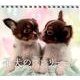 子犬のプレリュードCalendar 2013 [カレンダー]