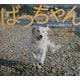 ばっちゃん―助けられた繁殖犬たち [絵本]
