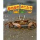 砂はまのカニたち(やさしい科学) [全集叢書]