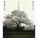 陽炎(かぎろひ) 櫻・京・太夫―榎本敏雄写真集 [単行本]