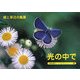 光の中で-蝶と草花の風景―A Souvenir Postcard Book(京都書院アーツコレクション) [文庫]