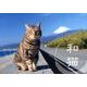 和猫Calendar 2013 [カレンダー]
