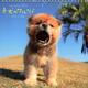 子犬のワルツCALENDAR 2013 [カレンダー]