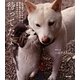 待ってたよ。―北海道犬ナナちゃんと野良猫ヒロちゃんの早朝ものがたり [単行本]