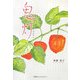鬼灯(ほおずき) [単行本]
