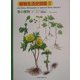 植物生活史図鑑〈2〉春の植物No.2 [単行本]