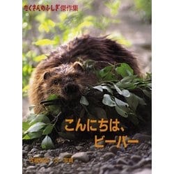 こんにちは、ビーバー(たくさんのふしぎ傑作集) [絵本]