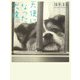 天使になった犬達 [単行本]