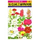 原色園芸植物図鑑 3（コンパクト版 9） [図鑑]