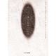 鏡リュウジ 魂の占星術への招待 [単行本]