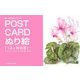 POST CARDぬり絵「12ヶ月の花」―ポストカード+ポストカードぬり絵=32枚付(楽・ぬり絵シリーズ) [単行本]
