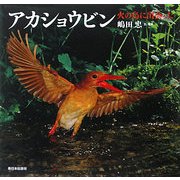アカショウビン―火の鳥に出会った [絵本]