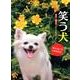 笑う犬カレンダー 2013 [カレンダー]