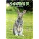 うさぎ島日和[DVD]