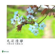光彩陸離―上野正彦写歌集〈3〉 [単行本]