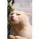 ねこサプリ―人によく効くNEKO-PHOTO150 [単行本]