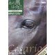 「あの馬は今?」ガイド〈2006-2007〉名馬500頭その後の消息(流星社の競馬本) [単行本]