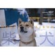 ドッグズアルバム柴犬 2007[カレンダー] [カレンダー]