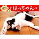 はっちゃんカレンダー 2013 [カレンダー]