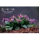 花つれづれCALENDAR 2013 [カレンダー]