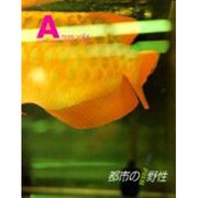 A vol.5 [単行本]