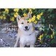 ドッグズアルバム柴犬 2006[カレンダー] [カレンダー]