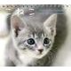 こねこ 2013[ミニカレンダー] [カレンダー]