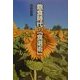 飽食時代の「食選術」 [単行本]
